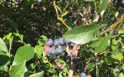 In Season: Blueberry Cobbler