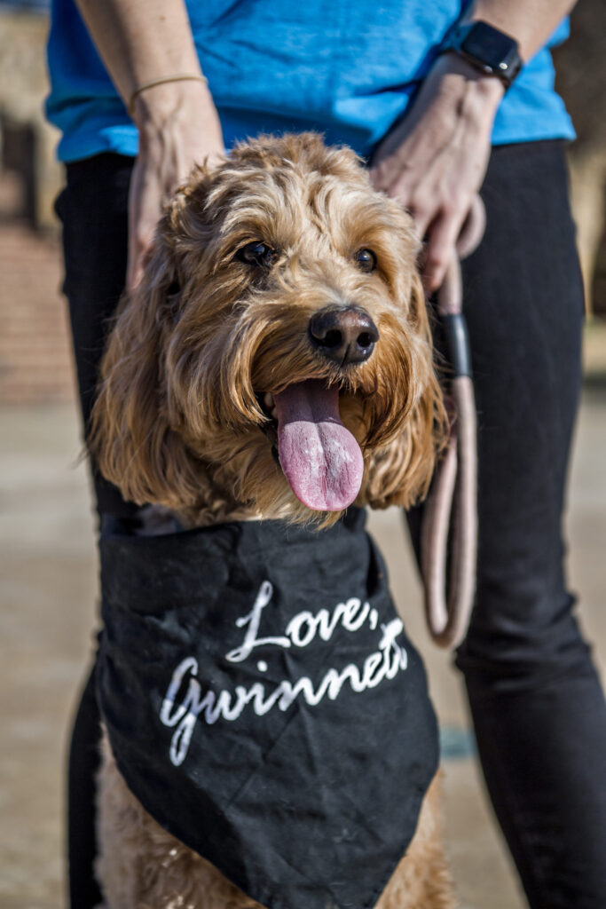 Photo of Dog
