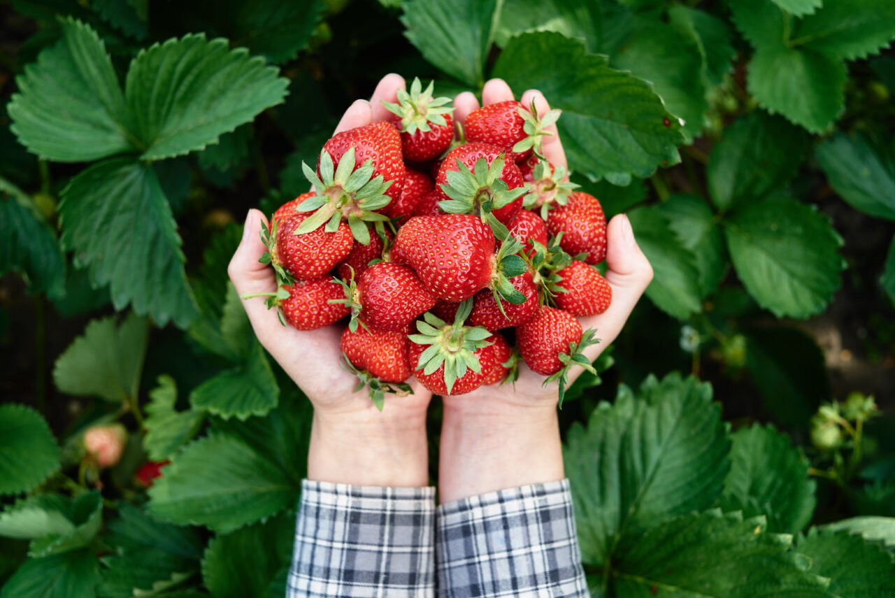 day-trip-quick-adventures-for-seasonal-pickers-dig