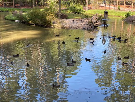 Road Trip: The Georgia Southern Wildlife Education Center