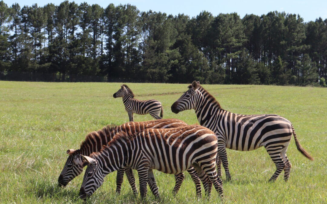 Day Trip: Weekend Getaway To Georgia Safari Conservation Park