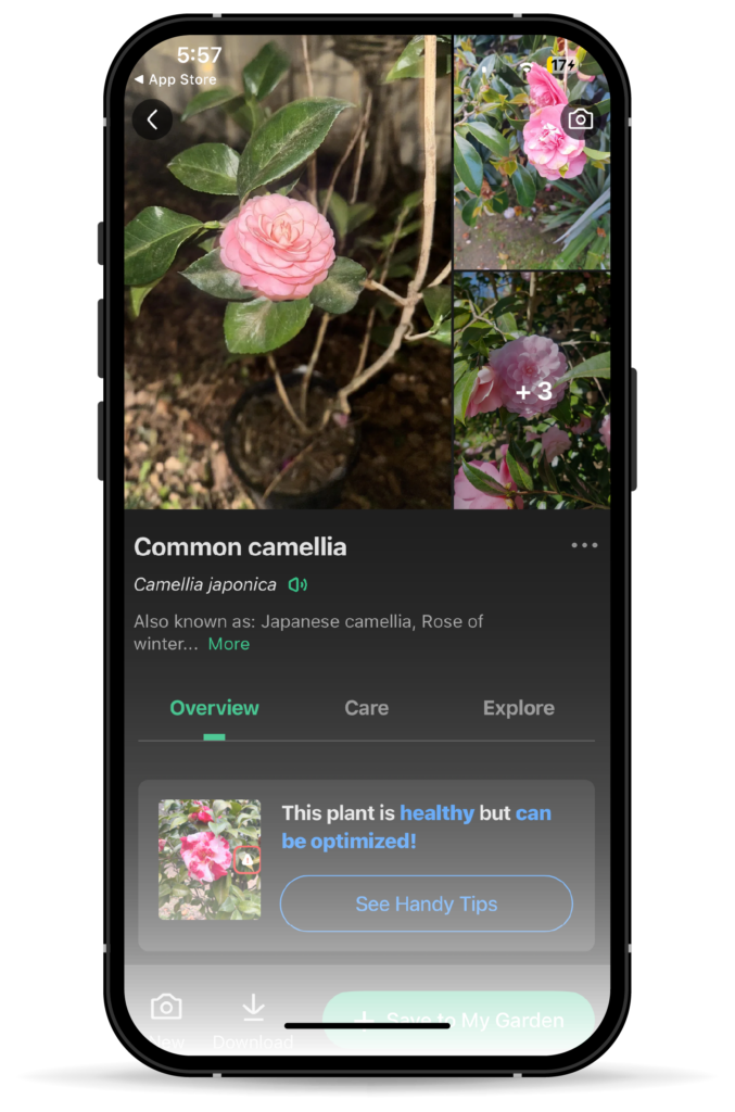 Wellness Apps